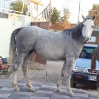 فروشی اسب مادیان عرب ترک