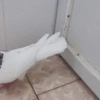 طوق شازده ای نر|پرنده|کازرون, |دیوار