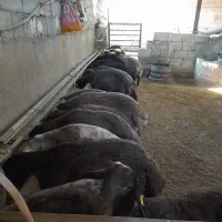 بره نر داشتی|حیوانات مزرعه|میلاجرد, |دیوار