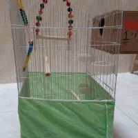 قفس عروس هلندی