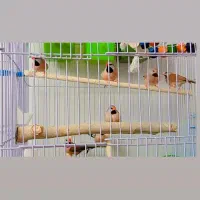 فنچ کرواتی و کینگ اخمو و زبرا رنگ عتیقه|پرنده|گلبهار, شهر جدید گلبهار|دیوار