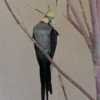 عروس هلندی نروماده تخم گذار|پرنده|آباده, |دیوار