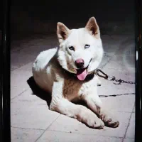 هاسکی سفید برفی