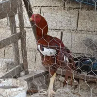 یک جفت لاری اصل