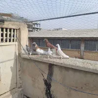 ۱۱ تا کفتر رنگی|پرنده|شیراز, پودنک|دیوار