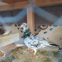 کفتر رنگه کلاغ کربلایی کله سفید و دم سفید