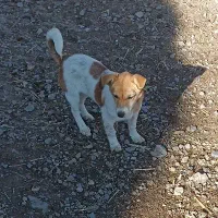 واگذاری 3تا پاکوتاه|سگ|ترکمانچای, |دیوار