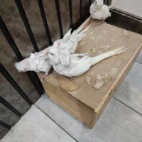 جوجه عروس هلندی آلبینو 25روزه|پرنده|ابریشم, |دیوار