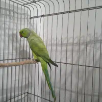 طوطی ملنگو نر