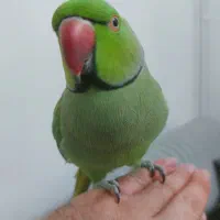 طوطی ملنگو سخنگو