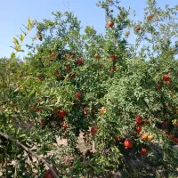 فروش ۲۰۰متر باغچه انار  ۳۵۰ملیون|فروش زمین و ملک کلنگی|سلفچگان, |دیوار