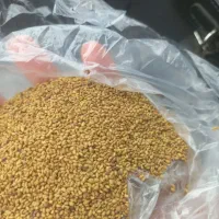 فروش بذر یونجه اصل همدان