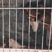 فنچ نر وماده|پرنده|شیراز, شهرک سراج‎|دیوار