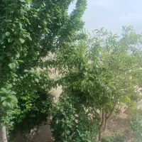 باغ-انگور