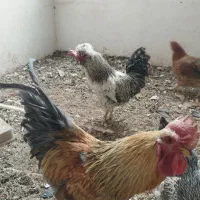 خروس محلی حراج با بهترین قیمت