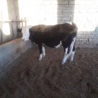 گاو شیری با گوساله