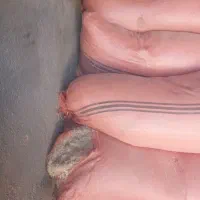 کاه گندم|لوازم جانبی حیوانات|آبکوه, |دیوار