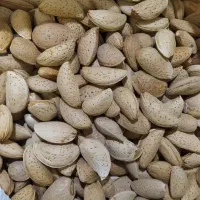 بادام تازه پرمغز چهارمحال|خوردنی و آشامیدنی|گتوند, |دیوار