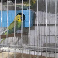 یک جفت مرغ عشق کاکلی