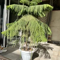 کاج مطبق