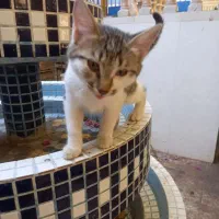 گربه|گربه|قم, دروازه ری|دیوار