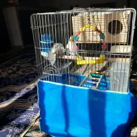 عروس هلندی سخن گو