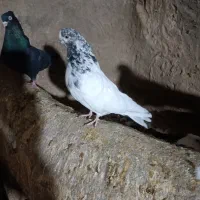 کفتر نوک قنار|پرنده|خزل, |دیوار