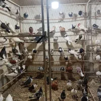 کبوتر|پرنده|قم, کلهری|دیوار