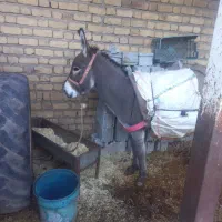 یک عدد الاغ