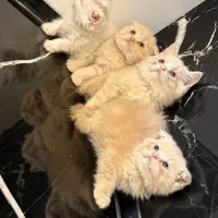 بچه گربه|گربه|تهران, پرستار|دیوار