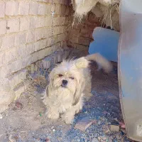 ی عدد سگ پاکوتاه ماده