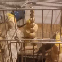 عروس هلندی|پرنده|تهران, زعفرانیه|دیوار