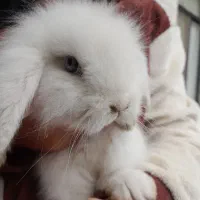 خرگوش چشم آبی