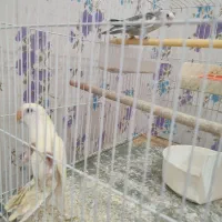 دوجفت پرنده|پرنده|شیروان (خراسان), |دیوار