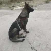 این دو عدد سگ واگذار میشه