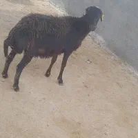 کاور دودندان|حیوانات مزرعه|تربت جام, معدآباد|دیوار