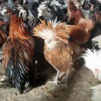 مرغ و خروس سلطان برهما کوشین بوقلمون بیوتی|حیوانات مزرعه|مرودشت, محمد آباد|دیوار