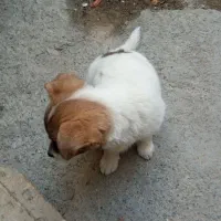 سگ پا کوتاه