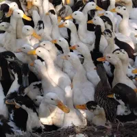 ۴۰ عدد اردک نر