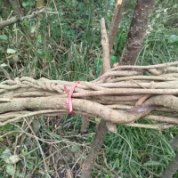 ریشه سبد بافی