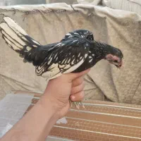 خروس سیبرایت رنگ سیلوروبلدرچین بالغ تخم گذارگوشتی|حیوانات مزرعه|تهران, امام زاده حسن|دیوار