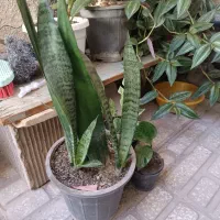 گلهای آپارتمانی|گل و گیاه طبیعی|کرمانشاه, |دیوار