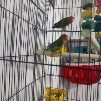 کوتوله برزیلی|پرنده|قرچک, محمد آباد|دیوار