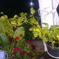 گل ۱|گل و گیاه طبیعی|رشت, یخسازی|دیوار