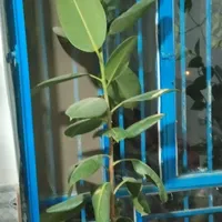 چند عدد گل|گل و گیاه طبیعی|جوانرود, |دیوار