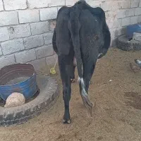 گاوابستن سنگین ۸ ماه|حیوانات مزرعه|دهبکری, |دیوار