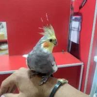 عروس نر بالغ