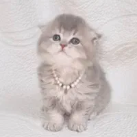 بچه گربه های همه نوع نژاد iran cats|گربه|ساری, |دیوار