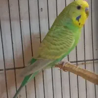 مرغ عشق نر زیبا رنگ خاص