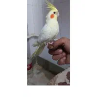 عروس هلندی کاملا اهلی|پرنده|آذرشهر, |دیوار